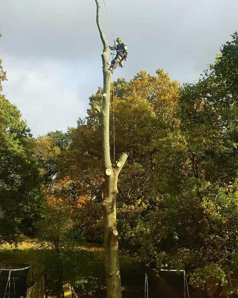 This is a photo of an operative from NS Tree Surgery Ashtead felling a tree. He is at the top of the tree with climbing gear Hook about to remove the top section of the tree.