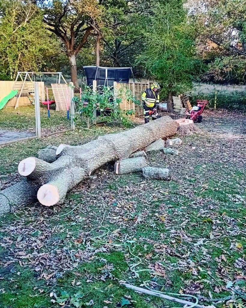 This is a tree laying on the ground of a garden that has just been felled by the operatives from NS Tree Surgery Hook